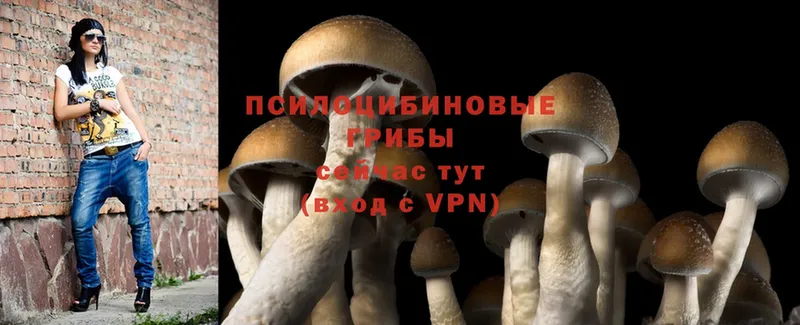 shop состав  Калач-на-Дону  Псилоцибиновые грибы Psilocybe 